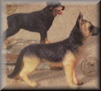 Rottweiler and German Shepherd